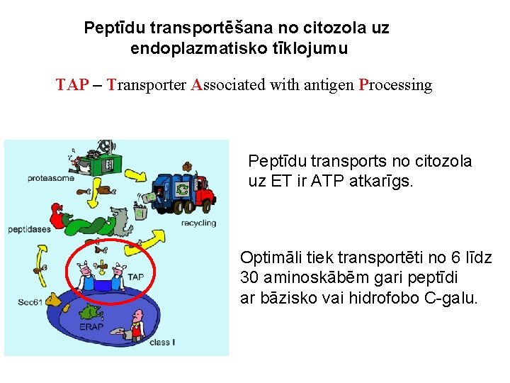 Peptīdu transportēšana no citozola uz endoplazmatisko tīklojumu TAP – Transporter Associated with antigen Processing