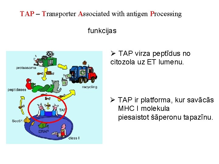 TAP – Transporter Associated with antigen Processing funkcijas Ø TAP virza peptīdus no citozola