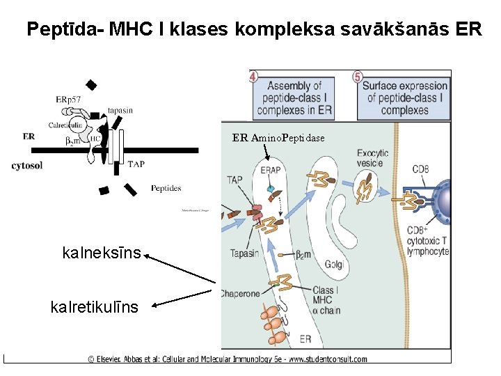 Peptīda- MHC I klases kompleksa savākšanās ER ER Amino. Peptidase kalneksīns kalretikulīns 