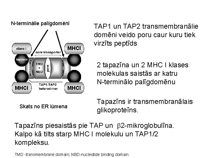 N-terminālie palīgdomēni MHCI Skats no ER lūmena MHCI TAP 1 un TAP 2 transmembranālie