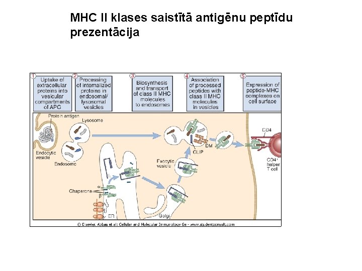 MHC II klases saistītā antigēnu peptīdu prezentācija 