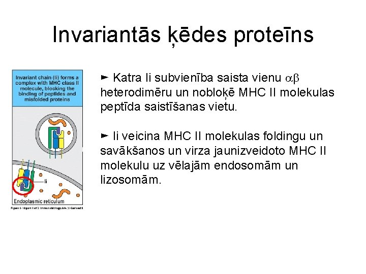 Invariantās ķēdes proteīns ► Katra Ii subvienība saista vienu ab heterodimēru un nobloķē MHC