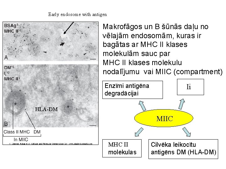 Early endosome with antigen Makrofāgos un B šūnās daļu no vēlajām endosomām, kuras ir