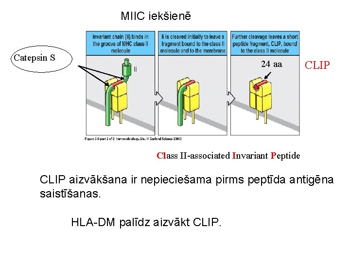 MIIC iekšienē Catepsin S 24 aa CLIP Class II-associated Invariant Peptide CLIP aizvākšana ir