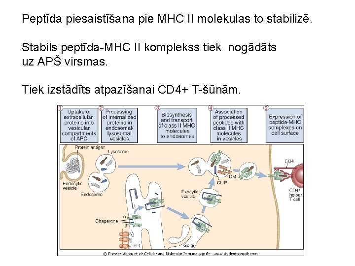 Peptīda piesaistīšana pie MHC II molekulas to stabilizē. Stabils peptīda-MHC II komplekss tiek nogādāts