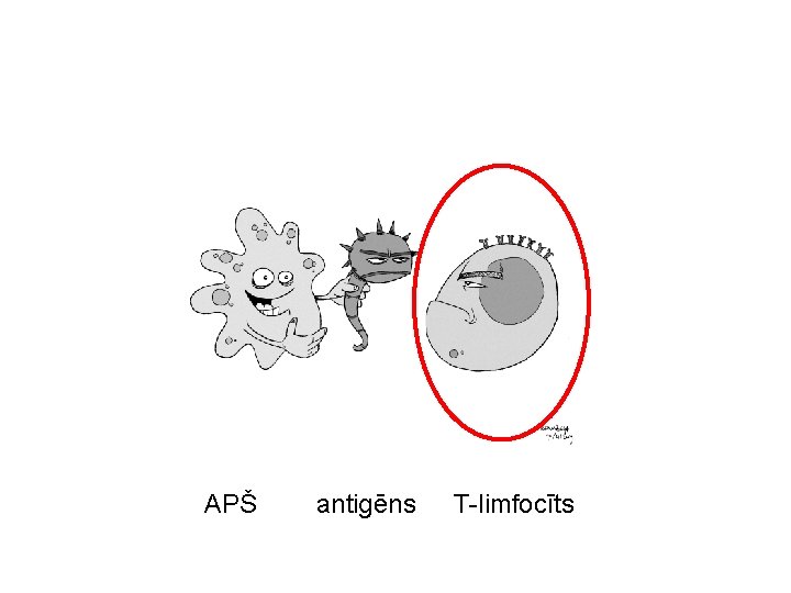 APŠ antigēns T-limfocīts 