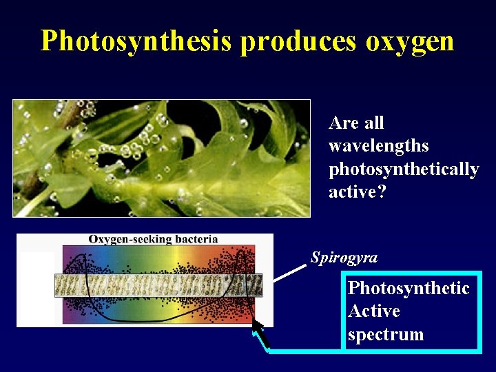 Photosynthesis produces oxygen Are all wavelengths photosynthetically active? Spirogyra Photosynthetic Active spectrum 