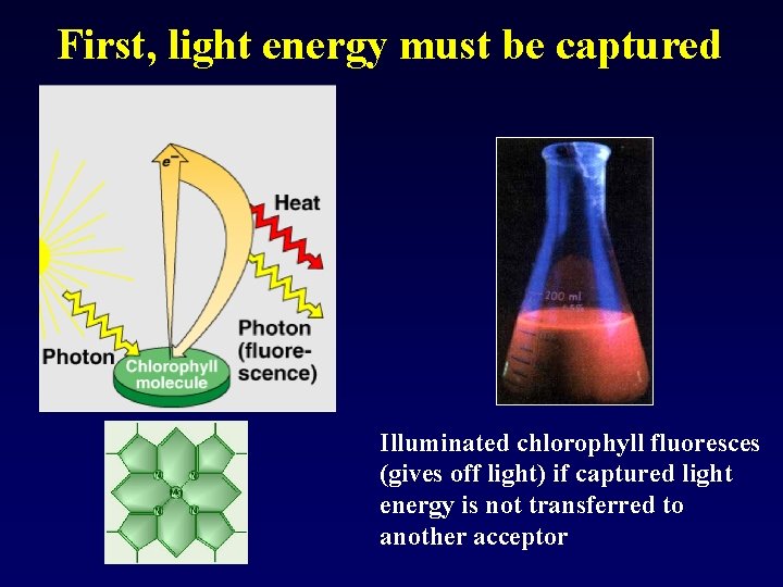 First, light energy must be captured Illuminated chlorophyll fluoresces (gives off light) if captured