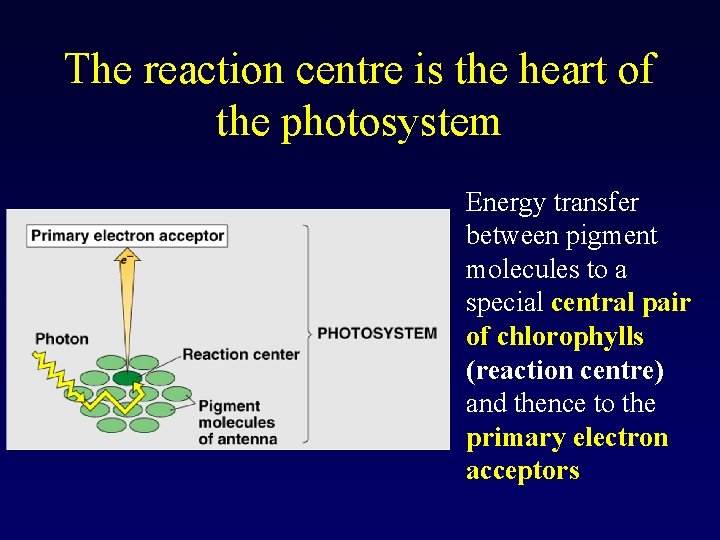 The reaction centre is the heart of the photosystem Energy transfer between pigment molecules