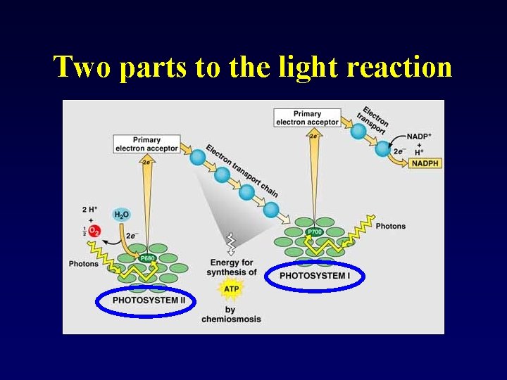 Two parts to the light reaction 