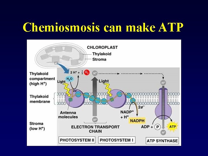 Chemiosmosis can make ATP 