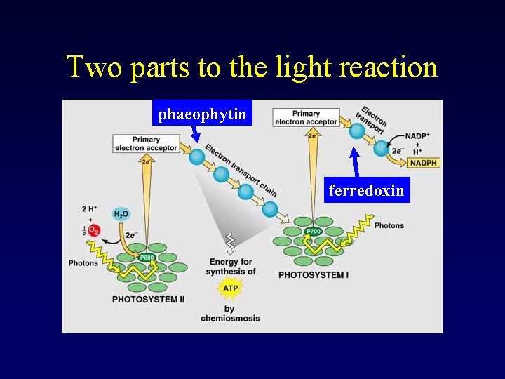 Two parts to the light reaction phaeophytin ferredoxin 