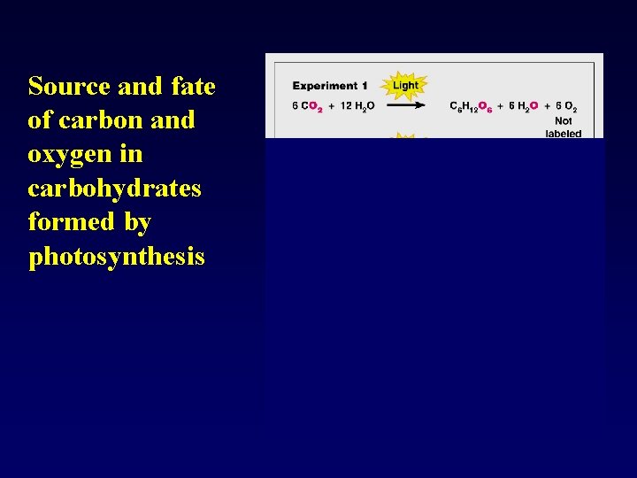 Source and fate of carbon and oxygen in carbohydrates formed by photosynthesis 