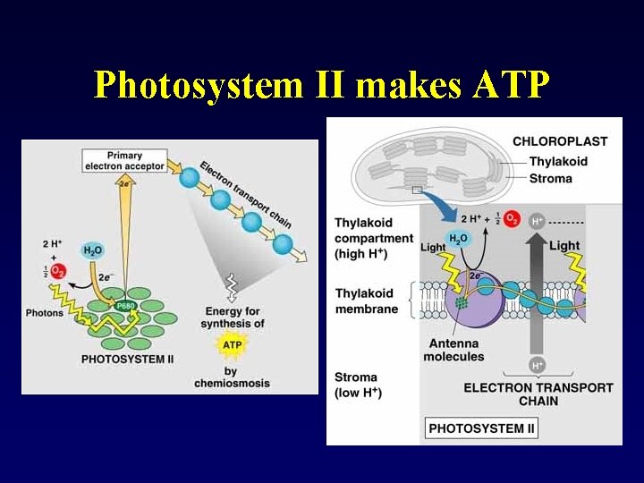 Photosystem II makes ATP 