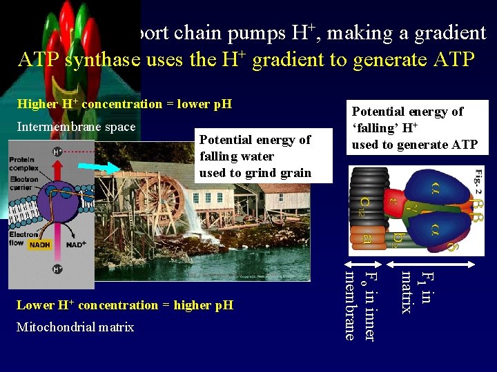 Electron transport chain pumps H+, making a gradient ATP synthase uses the H+ gradient