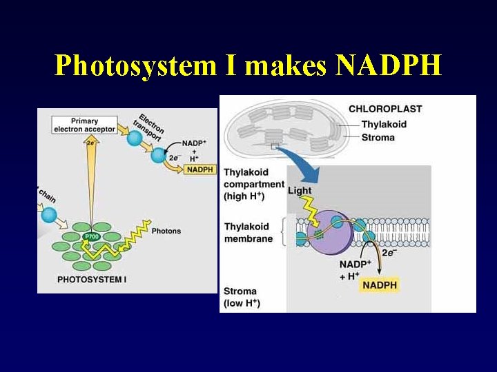 Photosystem I makes NADPH 