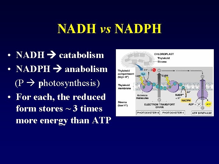 NADH vs NADPH • NADH catabolism • NADPH anabolism (P photosynthesis) • For each,