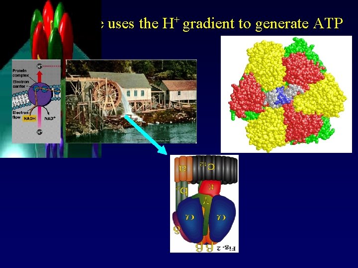 ATP synthase uses the H+ gradient to generate ATP 