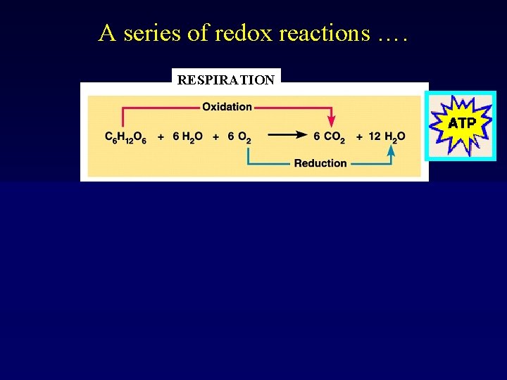 A series of redox reactions …. RESPIRATION PHOTOSYNTHESIS RESPIRATION 