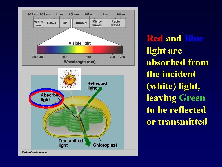 Red and Blue light are absorbed from the incident (white) light, leaving Green to