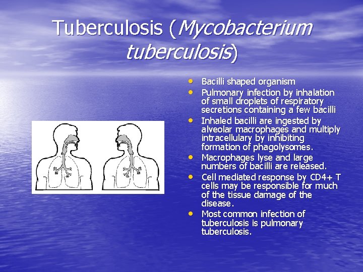 Tuberculosis (Mycobacterium tuberculosis) • Bacilli shaped organism • Pulmonary infection by inhalation • •