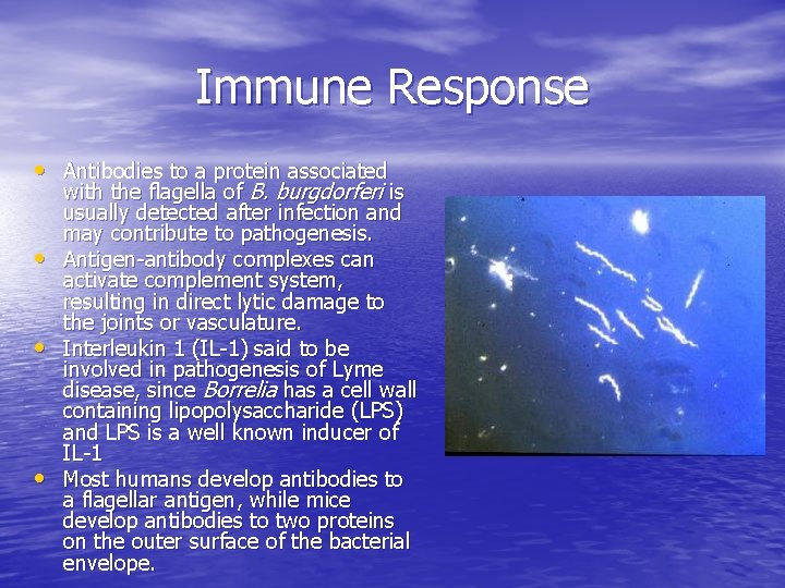 Immune Response • Antibodies to a protein associated • • • with the flagella