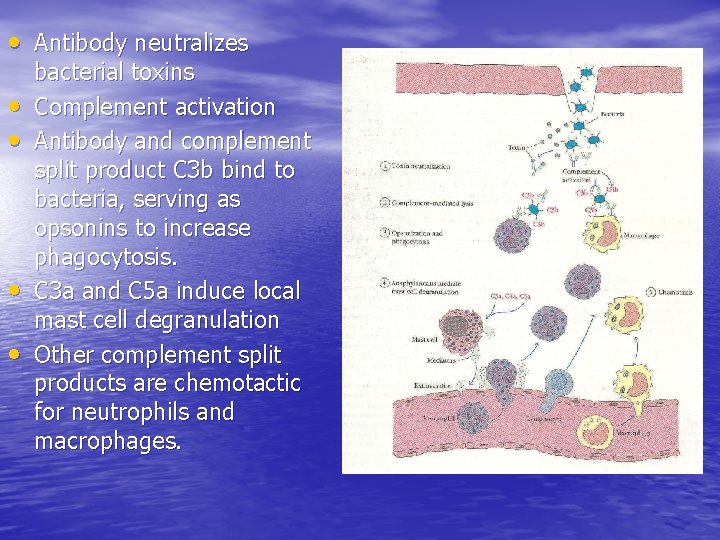  • Antibody neutralizes • • bacterial toxins Complement activation Antibody and complement split