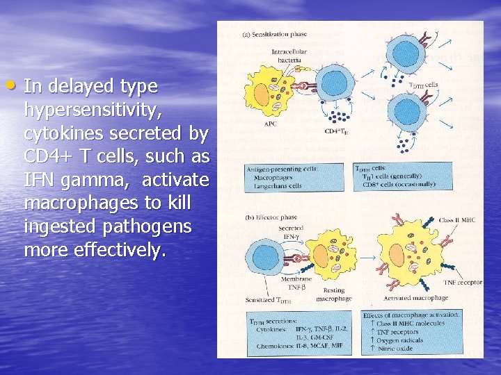  • In delayed type hypersensitivity, cytokines secreted by CD 4+ T cells, such