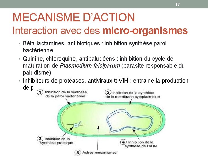 17 MECANISME D’ACTION Interaction avec des micro-organismes • Béta-lactamines, antibiotiques : inhibition synthèse paroi