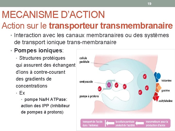 19 MECANISME D’ACTION Action sur le transporteur transmembranaire • Interaction avec les canaux membranaires