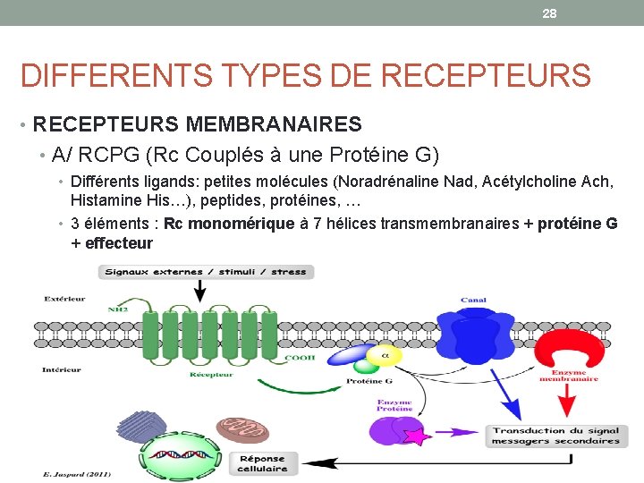 28 DIFFERENTS TYPES DE RECEPTEURS • RECEPTEURS MEMBRANAIRES • A/ RCPG (Rc Couplés à