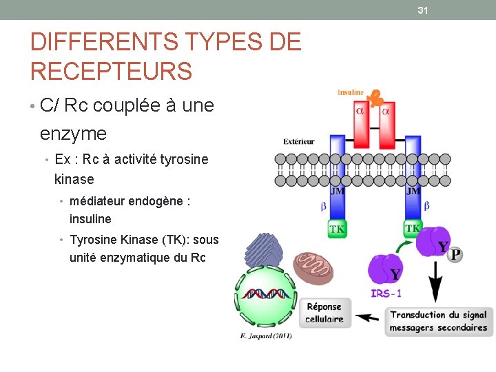 31 DIFFERENTS TYPES DE RECEPTEURS • C/ Rc couplée à une enzyme • Ex