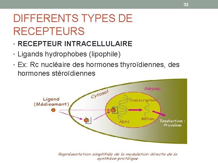 32 DIFFERENTS TYPES DE RECEPTEURS • RECEPTEUR INTRACELLULAIRE • Ligands hydrophobes (lipophile) • Ex: