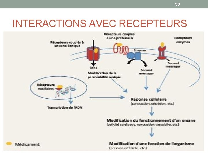 33 INTERACTIONS AVEC RECEPTEURS 