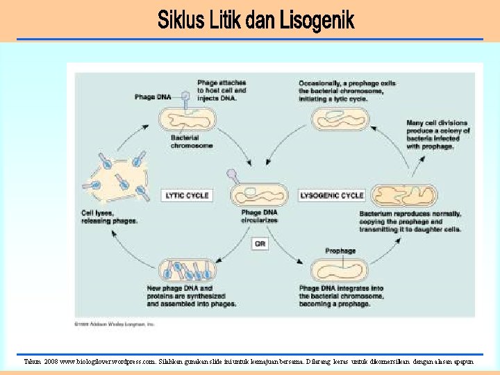 Tahun 2008 www. biologilover. wordpress. com. Silahkan gunakan slide ini untuk kemajuan bersama. Dilarang