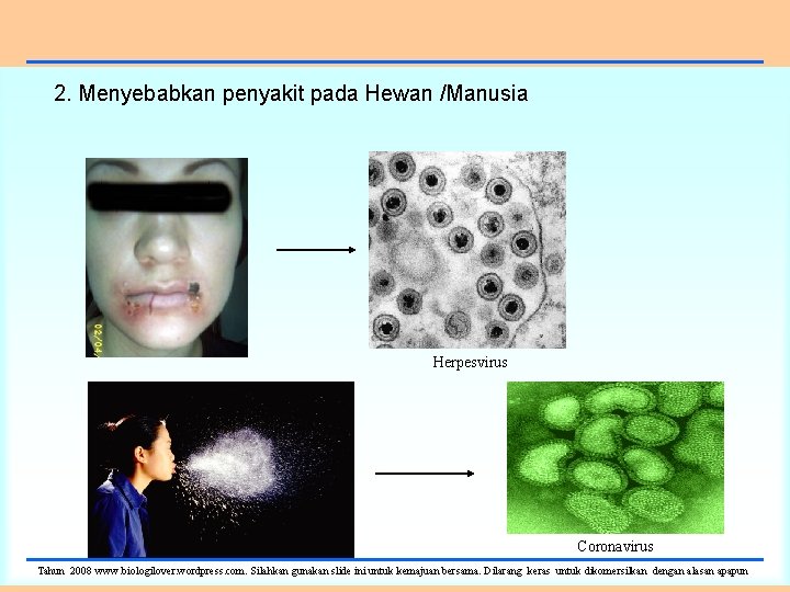 2. Menyebabkan penyakit pada Hewan /Manusia Herpesvirus Coronavirus Tahun 2008 www. biologilover. wordpress. com.