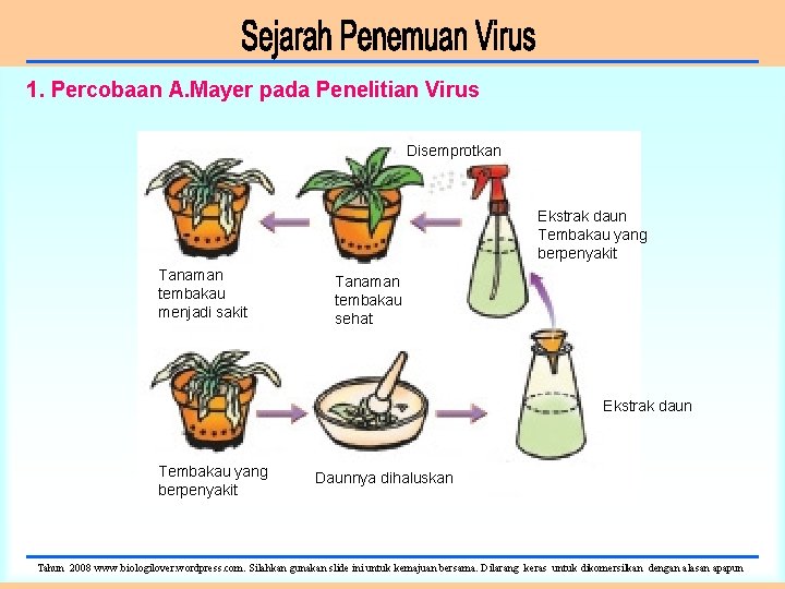 1. Percobaan A. Mayer pada Penelitian Virus Disemprotkan Ekstrak daun Tembakau yang berpenyakit Tanaman