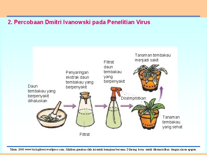 2. Percobaan Dmitri Ivanowski pada Penelitian Virus Daun tembakau yang berpenyakit dihaluskan Penyaringan ekstrak