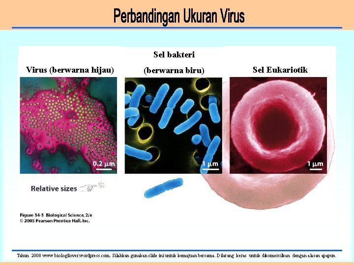 Sel bakteri Virus (berwarna hijau) (berwarna biru) Sel Eukariotik Perbandingan ukuran Tahun 2008 www.