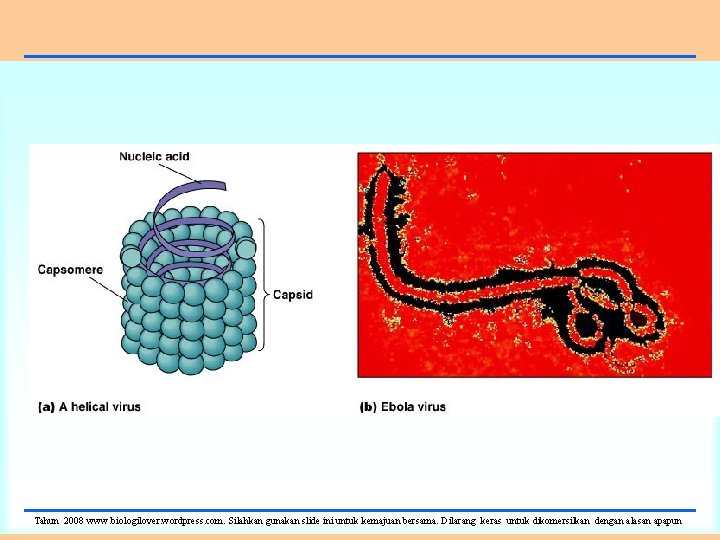 Tahun 2008 www. biologilover. wordpress. com. Silahkan gunakan slide ini untuk kemajuan bersama. Dilarang