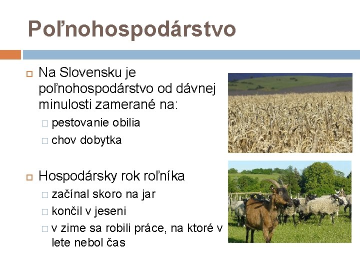 Poľnohospodárstvo Na Slovensku je poľnohospodárstvo od dávnej minulosti zamerané na: � pestovanie obilia �