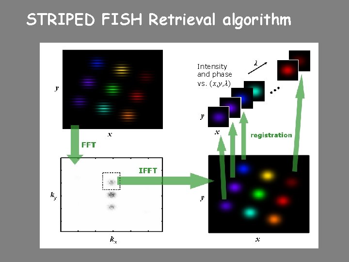 STRIPED FISH Retrieval algorithm Intensity and phase vs. (x, y, λ) Complex image 