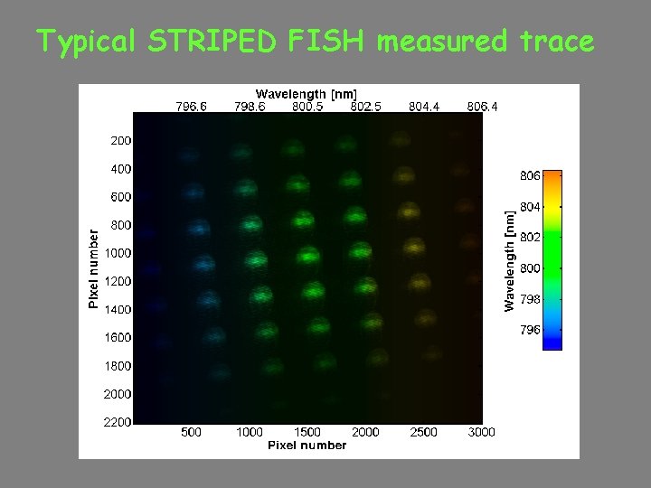 Typical STRIPED FISH measured trace 