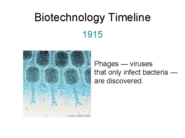 Biotechnology Timeline 1915 Phages — viruses that only infect bacteria — are discovered. 