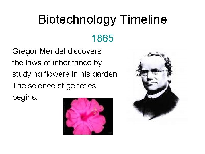 Biotechnology Timeline 1865 Gregor Mendel discovers the laws of inheritance by studying flowers in