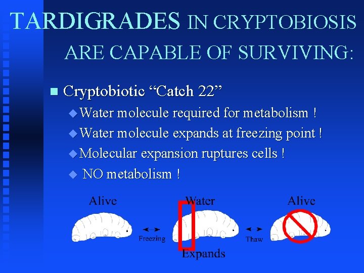 TARDIGRADES IN CRYPTOBIOSIS ARE CAPABLE OF SURVIVING: n Cryptobiotic “Catch 22” u Water molecule