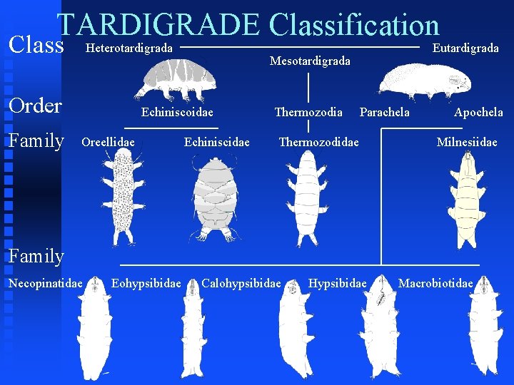 TARDIGRADE Classification Class Heterotardigrada Order Family Mesotardigrada Echiniscoidae Oreellidae Eutardigrada Echiniscidae Thermozodia Parachela Thermozodidae