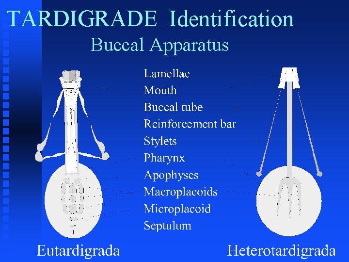 TARDIGRADE Identification Buccal Apparatus 