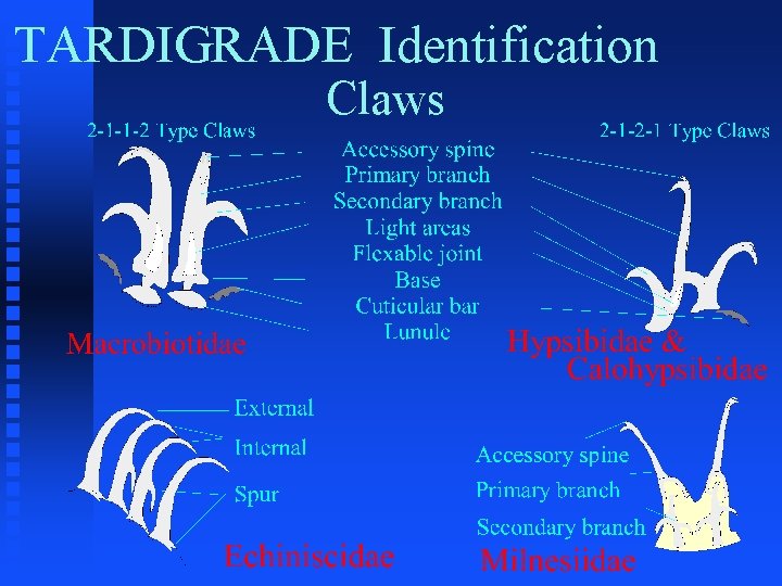 TARDIGRADE Identification Claws 