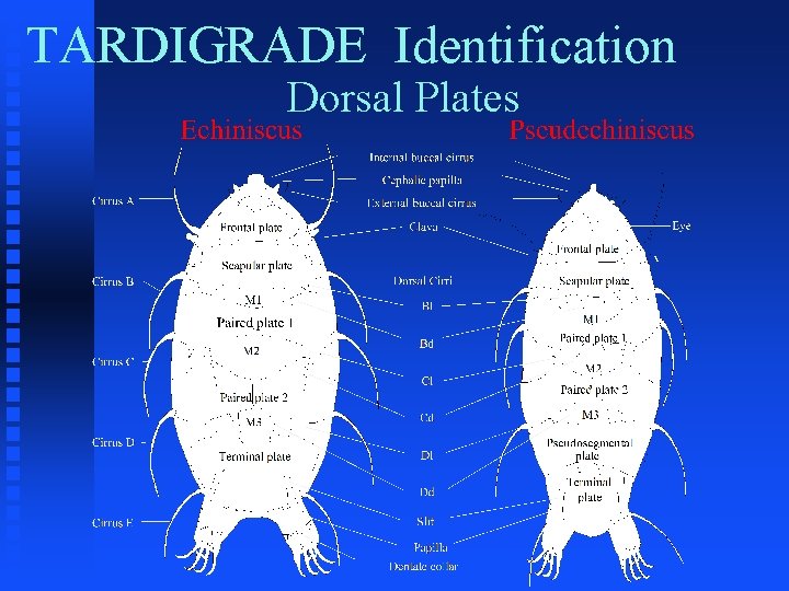 TARDIGRADE Identification Dorsal Plates 